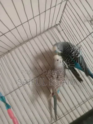 Budgie Bird