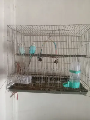 Budgie Bird