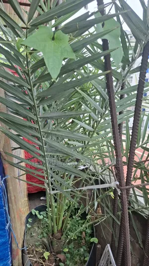Medium Date Palm Tree