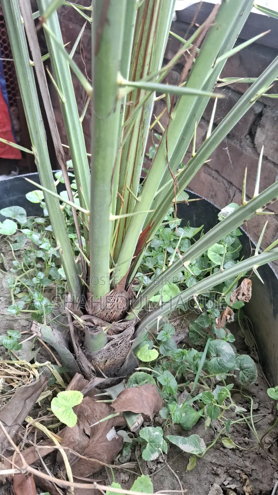 Medium Date Palm Tree