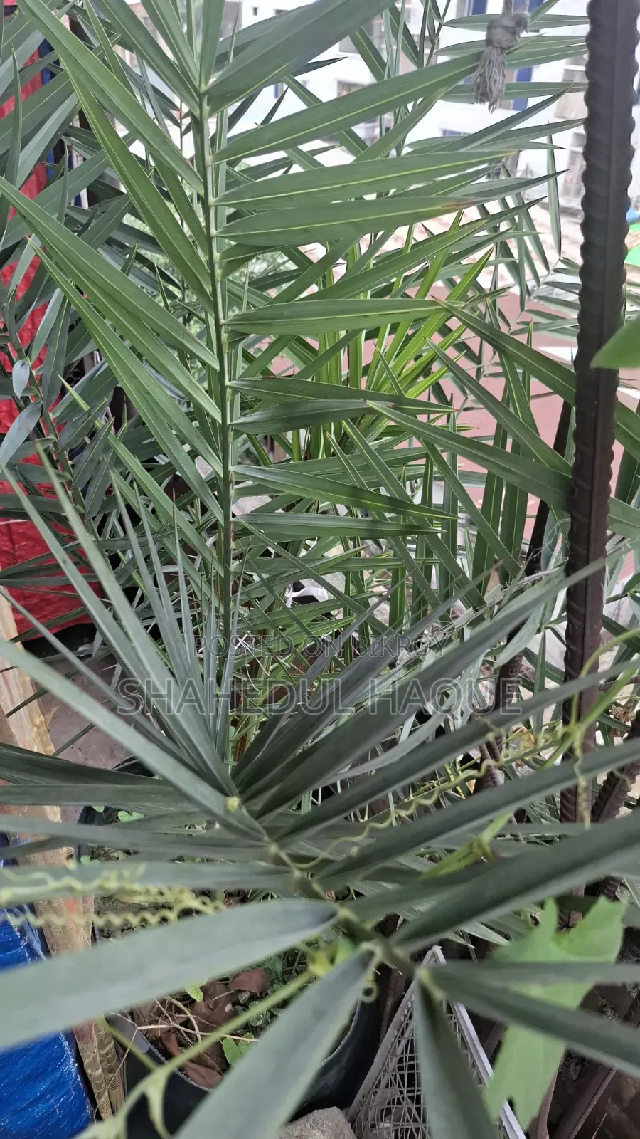 Medium Date Palm Tree