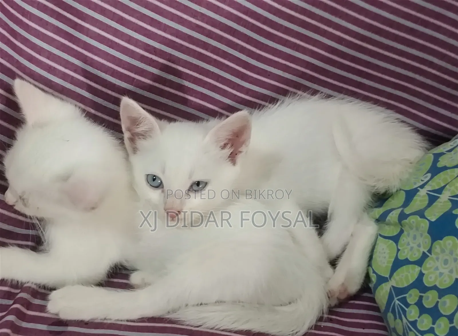 1-3 Months Female Purebred Persian