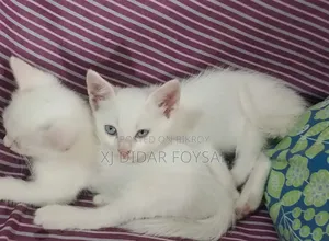 1-3 Months Female Purebred Persian