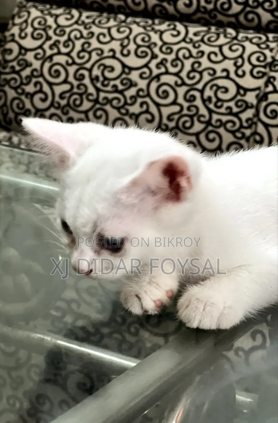 1-3 Months Female Purebred Persian