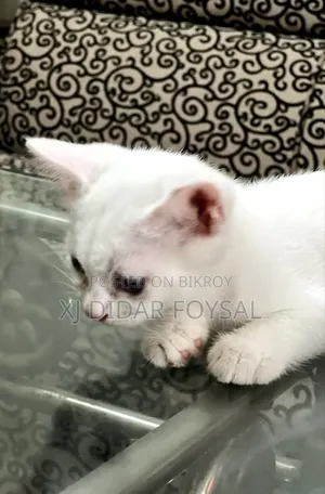 1-3 Months Female Purebred Persian