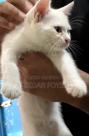 1-3 Months Female Purebred Persian