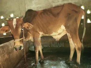 Livestock Sahiwal Cow