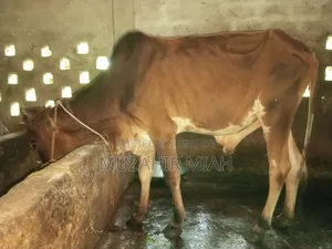 Livestock Sahiwal Cow