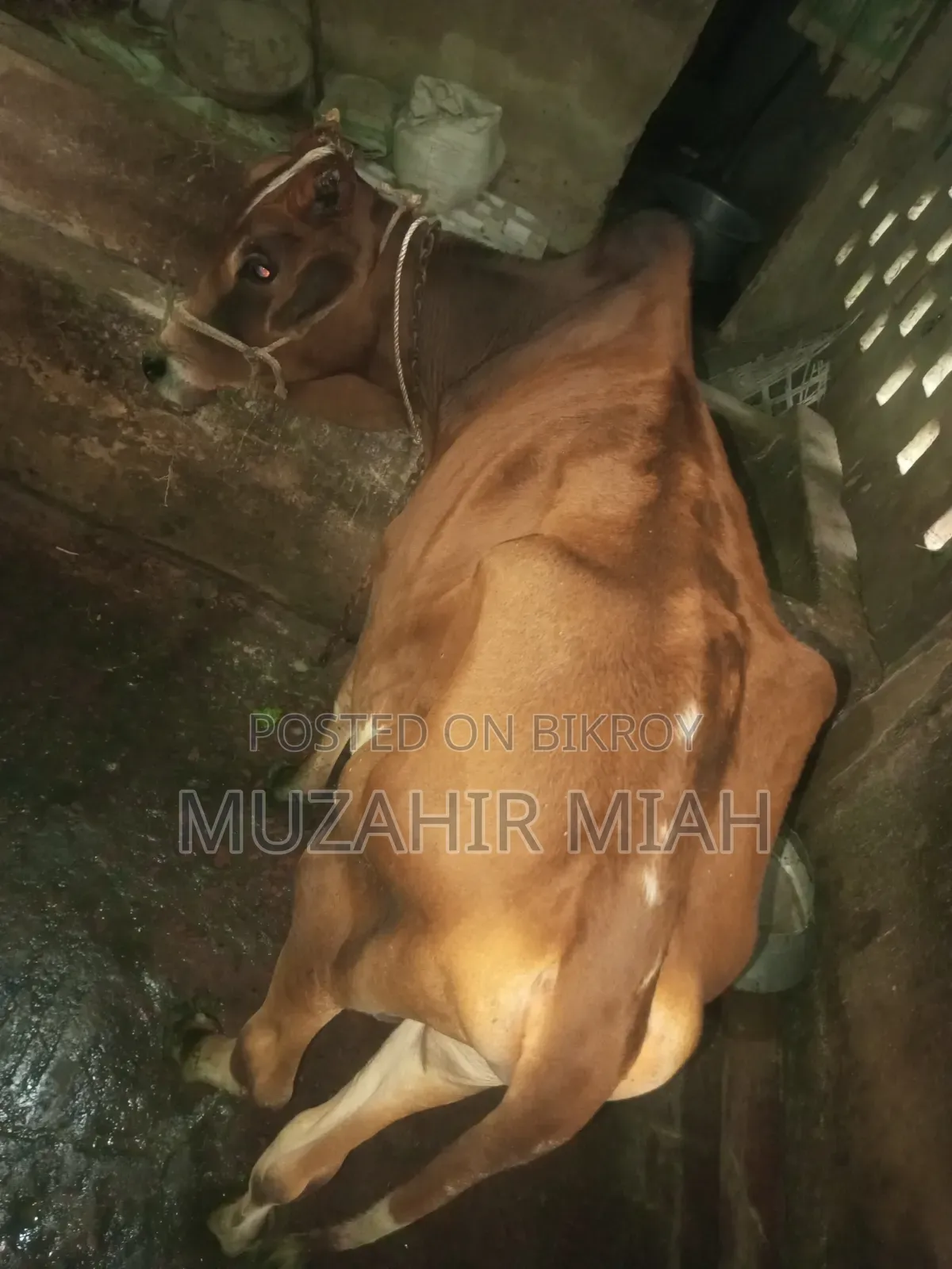 Livestock Sahiwal Cow