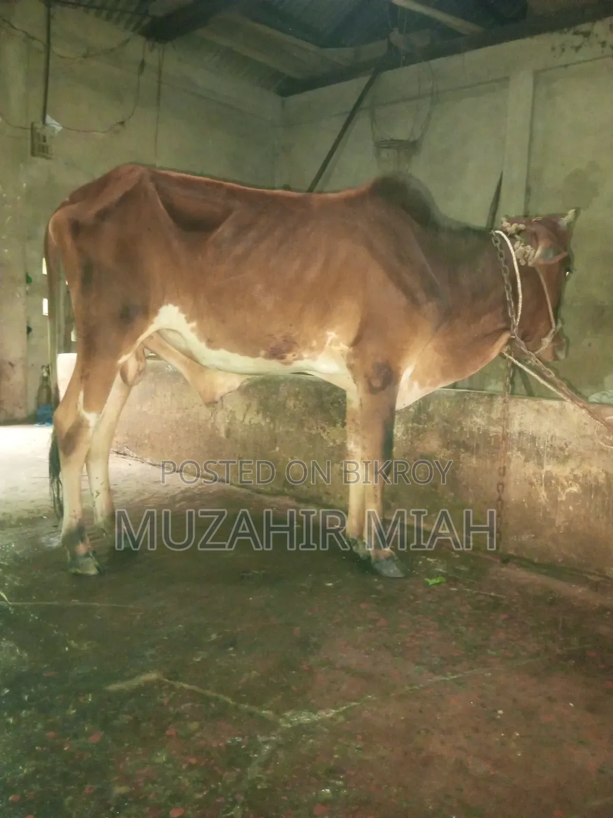 Livestock Sahiwal Cow