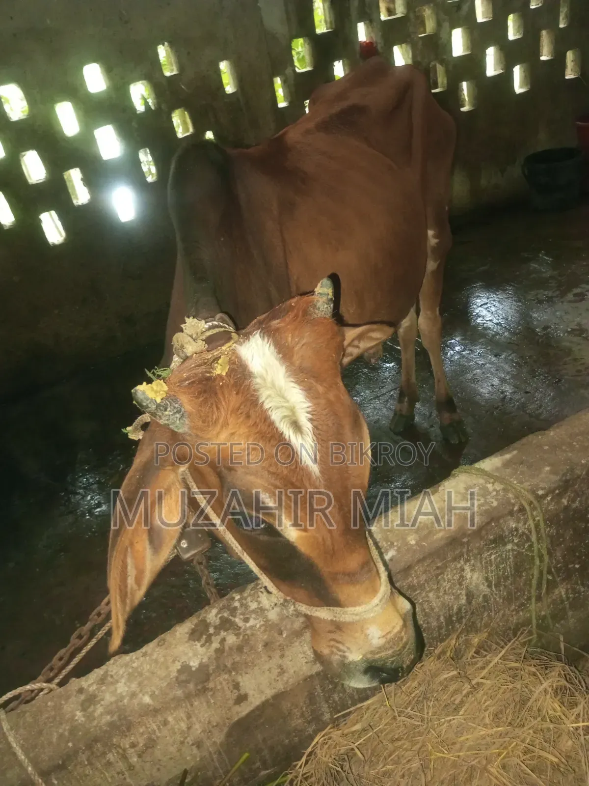 Livestock Sahiwal Cow
