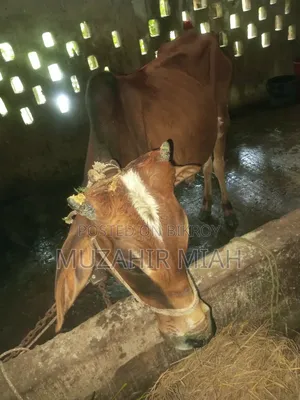 Livestock Sahiwal Cow