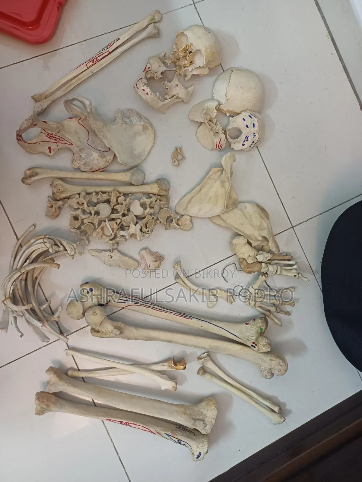 Medical Bones Set