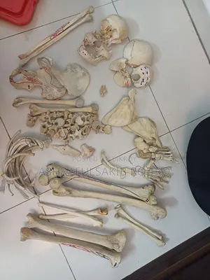 Medical Bones Set