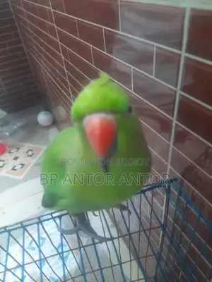 টিয়া পাখি