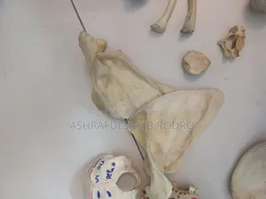 Medical Bones Set