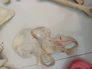 Medical Bones Set