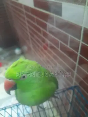টিয়া পাখি