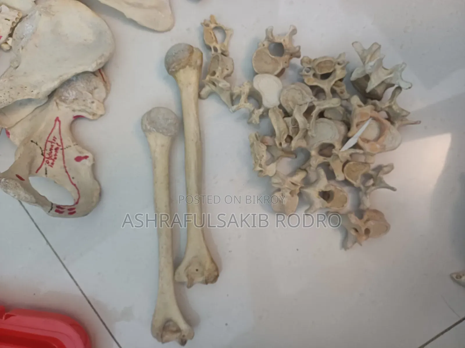 Medical Bones Set