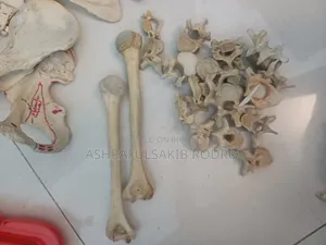 Medical Bones Set