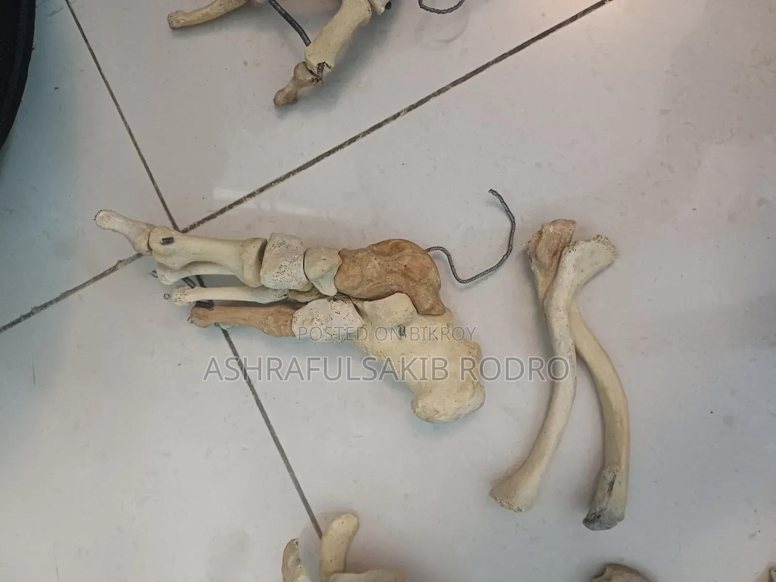 Medical Bones Set
