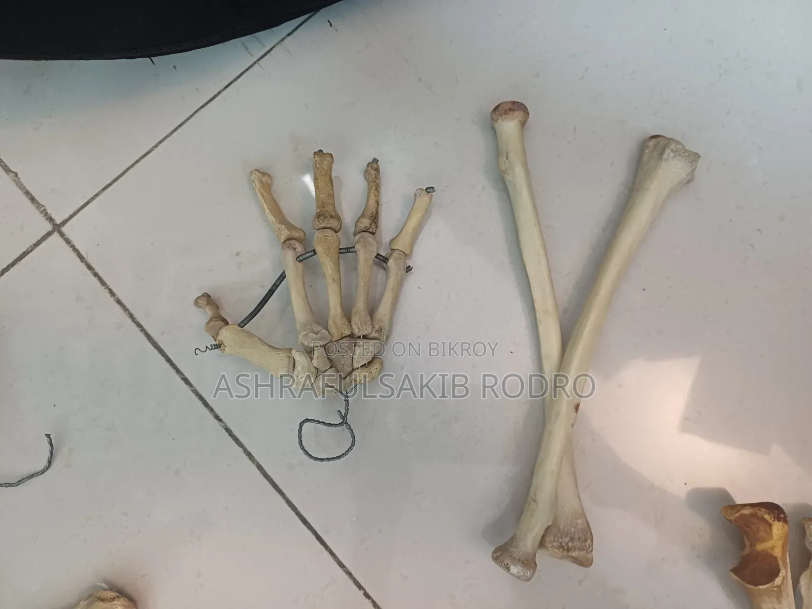 Medical Bones Set