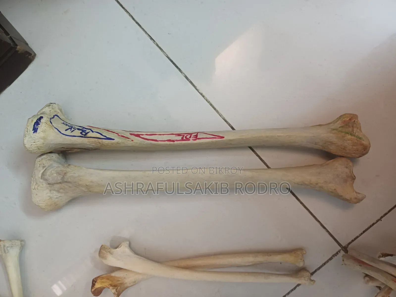 Medical Bones Set