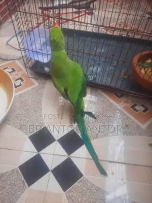 টিয়া পাখি