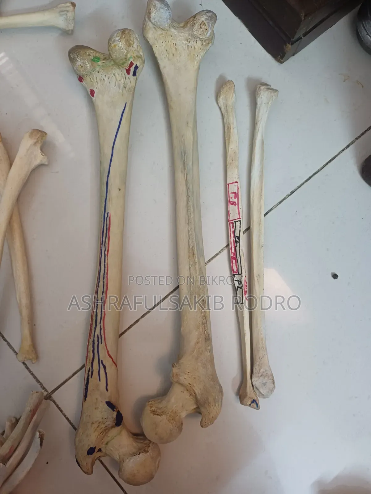Medical Bones Set