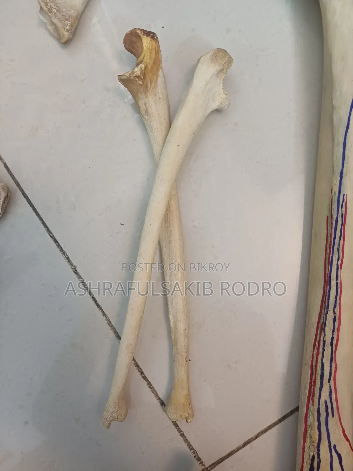 Medical Bones Set