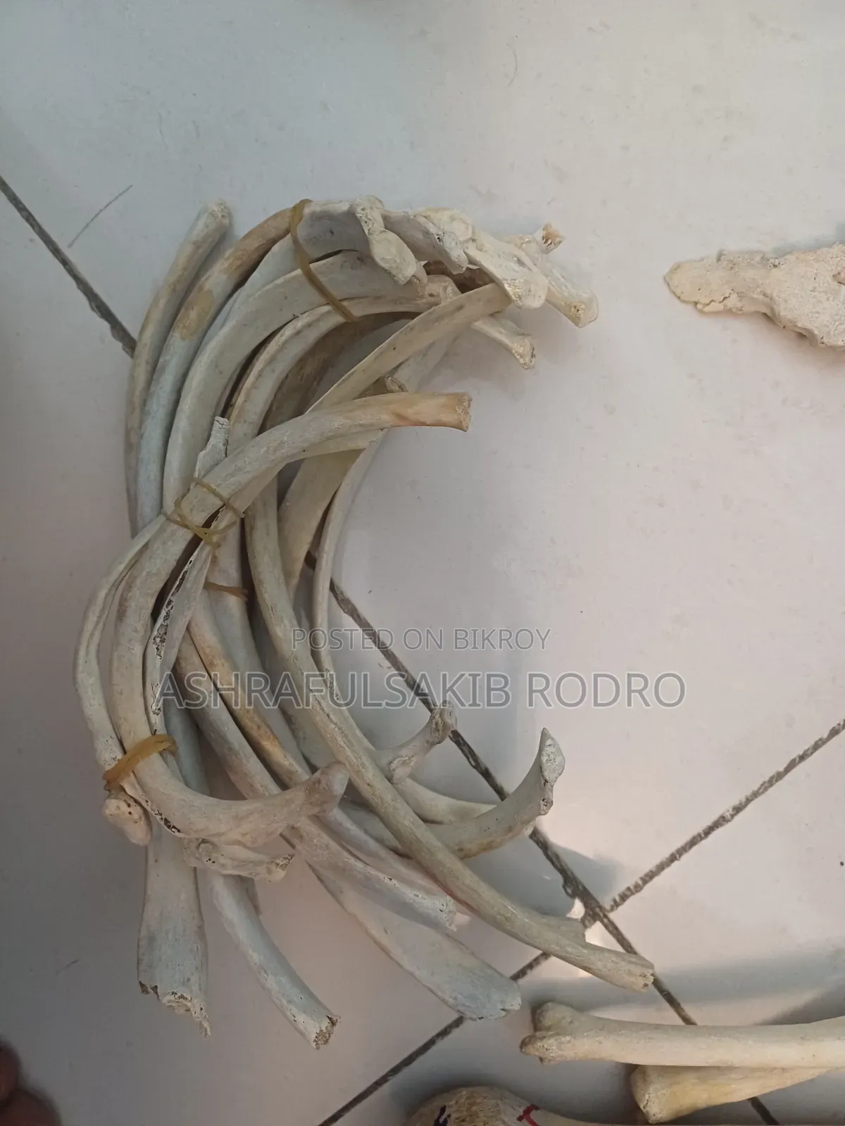 Medical Bones Set