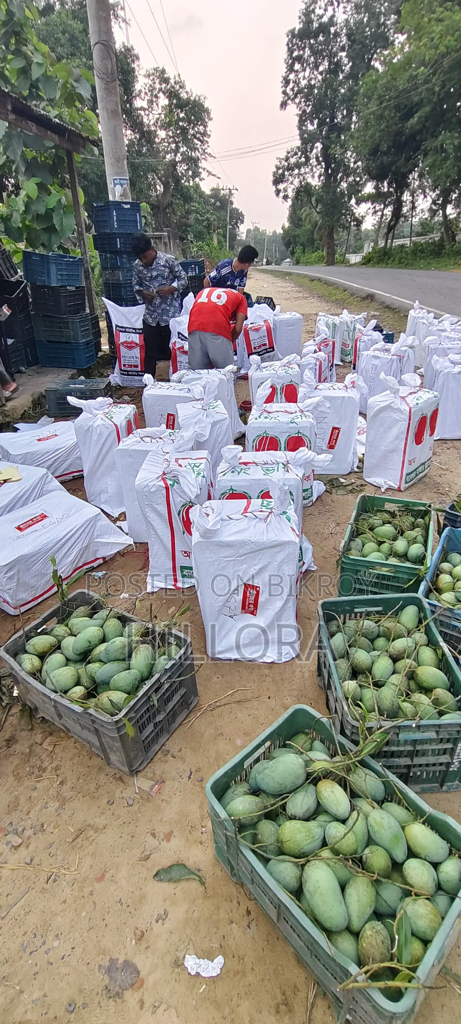 Khagrachari Hill Amrapali Mango | Amrapali Aam