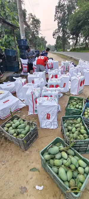 Khagrachari Hill Amrapali Mango | Amrapali Aam