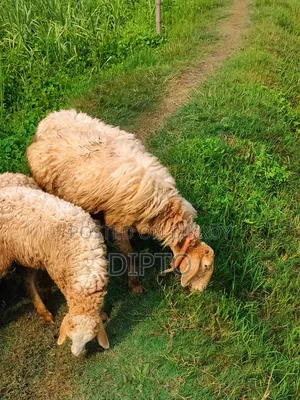 Sheep for sale