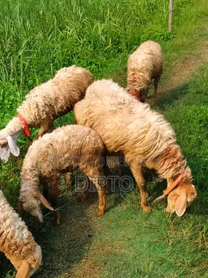 Sheep for sale