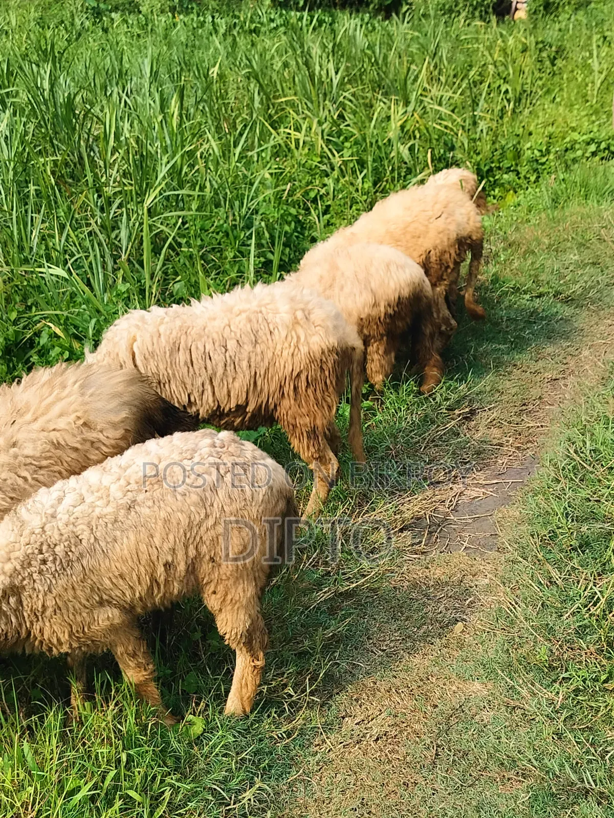 Sheep for sale