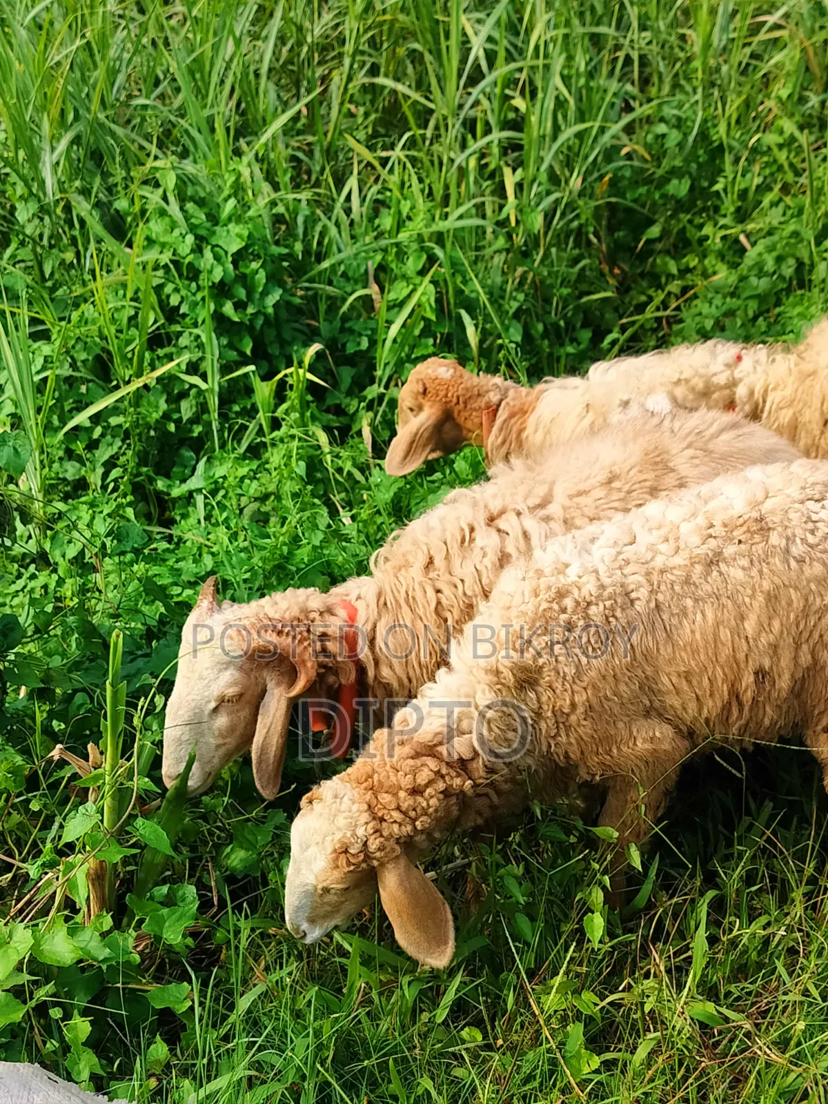 Sheep for sale