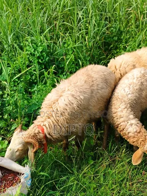 Sheep for sale