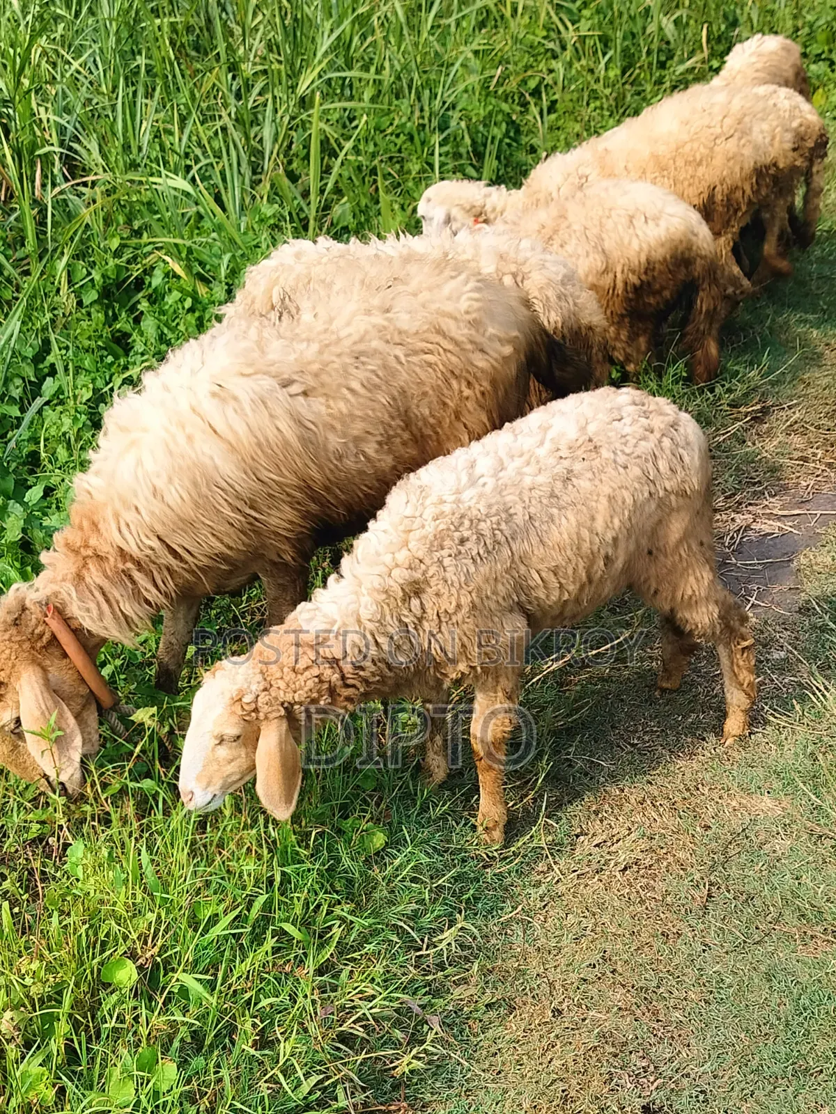 Sheep for sale
