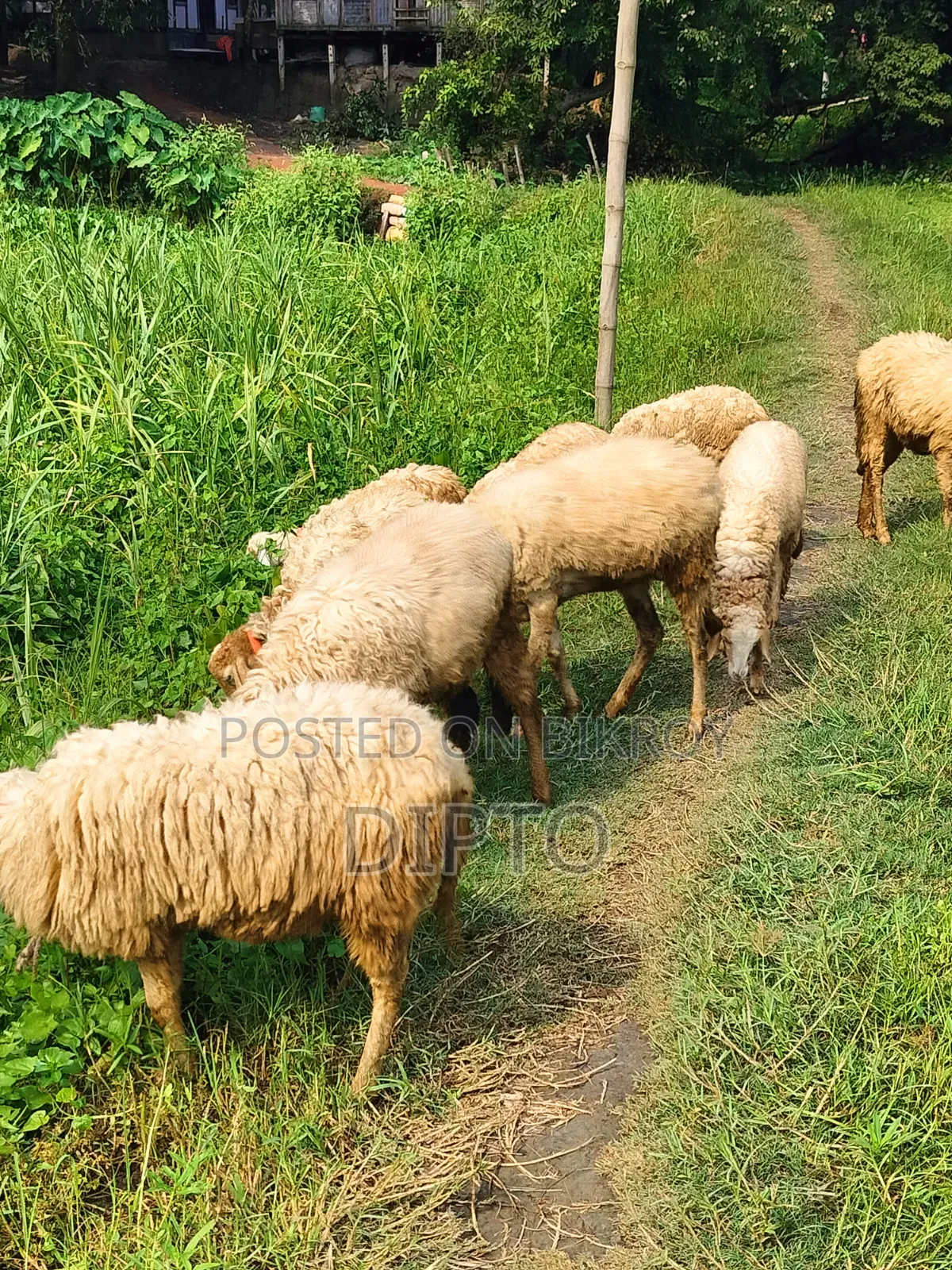 Sheep for sale