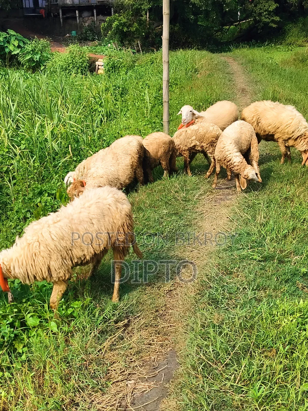 Sheep for sale