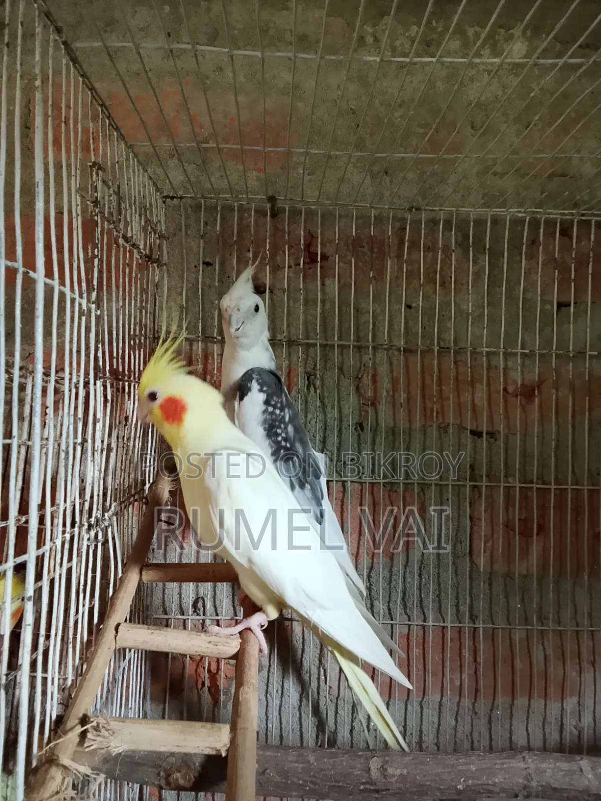 Cockatiel Breeding Pair