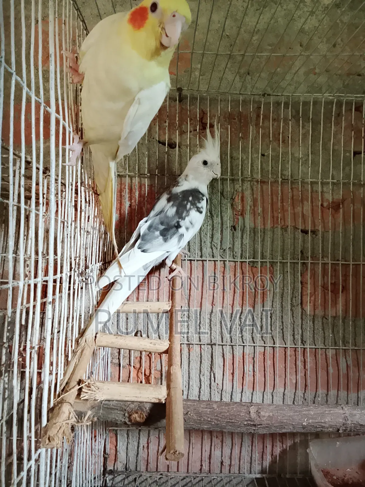 Cockatiel Breeding Pair