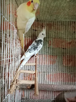 Cockatiel Breeding Pair