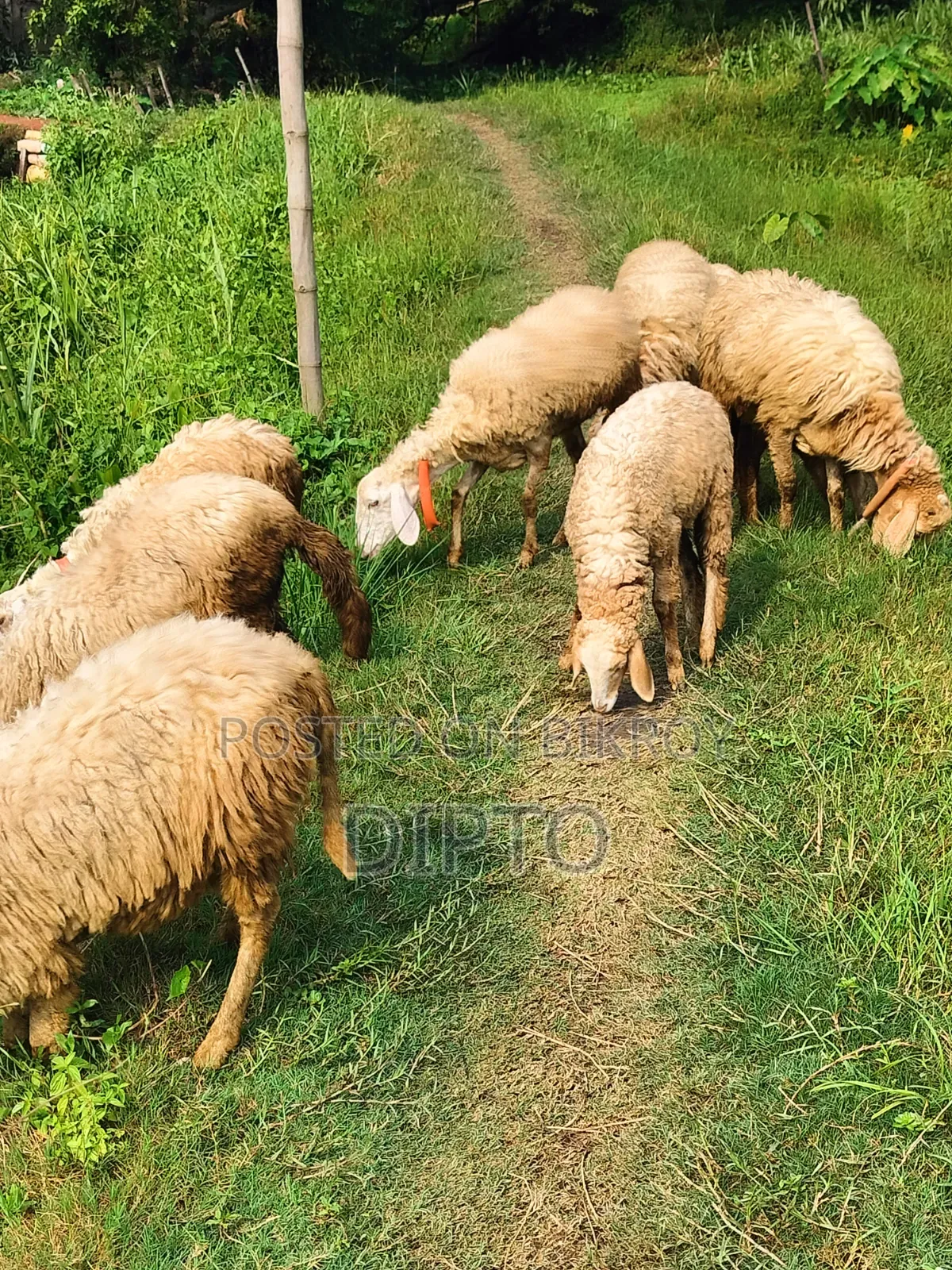 Sheep for sale