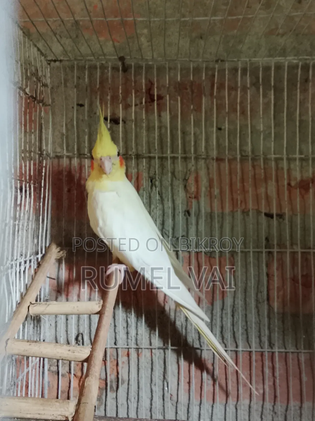 Cockatiel Breeding Pair