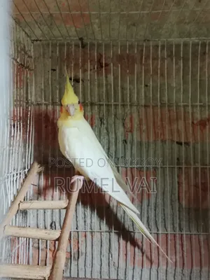 Cockatiel Breeding Pair