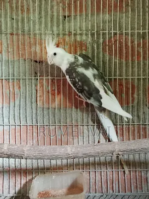 Cockatiel Breeding Pair
