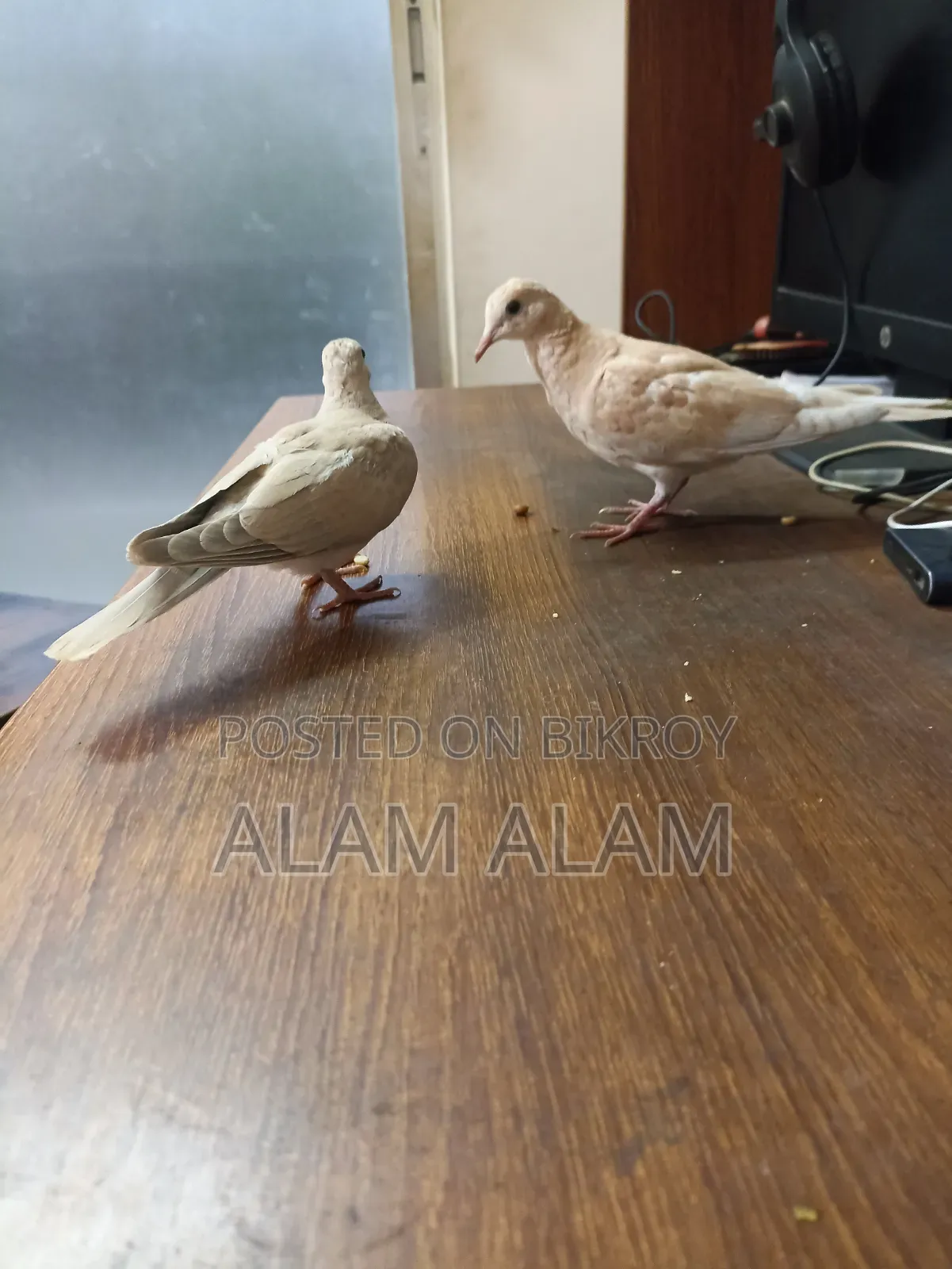 Dove Bird Ghughu Pakhi
