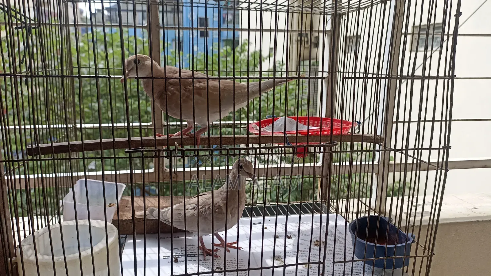 Dove Bird Ghughu Pakhi